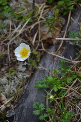 Sieversia pusilla