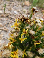 Senecio retortus