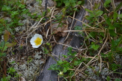Sieversia pusilla