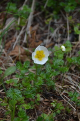 Sieversia pusilla