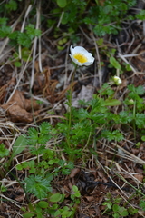 Sieversia pusilla