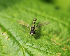 Sphaerophoria novaeangliae