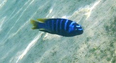 Tropheops microstoma