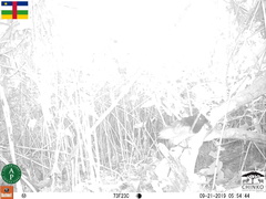 Centropus leucogaster neumanni