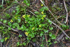 Ranunculus pygmaeus