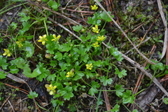 Ranunculus pygmaeus