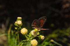 Cassionympha detecta