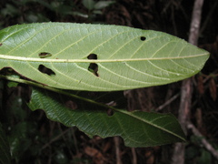 Frangula californica californica