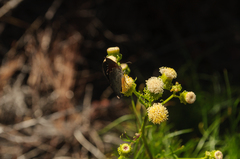 Cassionympha detecta
