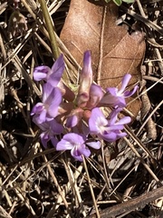 Astragalus obcordatus
