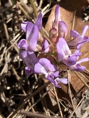 Astragalus obcordatus