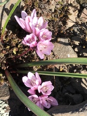 Allium cratericola