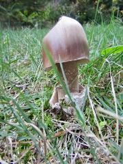 Amanita submembranacea