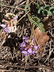 Astragalus obcordatus