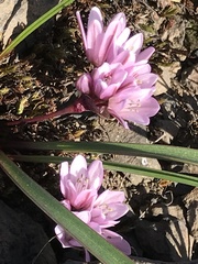 Allium cratericola