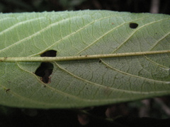 Frangula californica californica