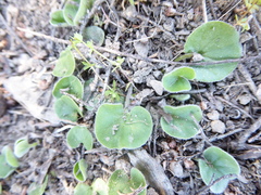 Dichondra repens