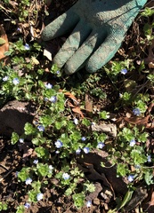 Veronica persica