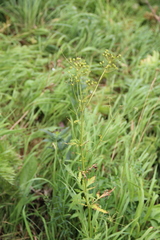 Eleutherospermum cicutarium