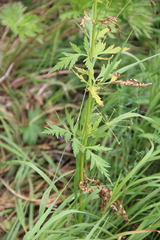 Eleutherospermum cicutarium