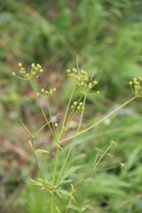 Eleutherospermum cicutarium