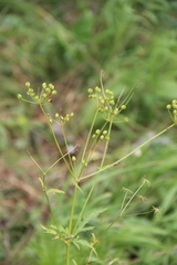 Eleutherospermum cicutarium
