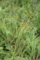 Eleutherospermum cicutarium