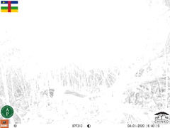 Centropus leucogaster neumanni