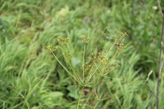 Eleutherospermum cicutarium