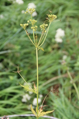 Eleutherospermum cicutarium