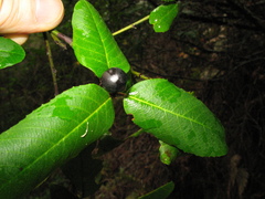Frangula californica californica