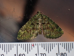 Austrocidaria callichlora