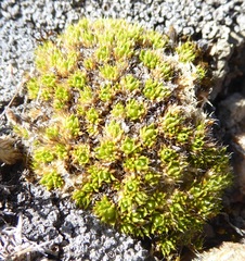 Colobanthus brevisepalus