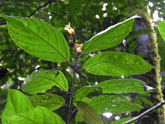 Matisia ochrocalyx