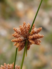 Ficinia ecklonea