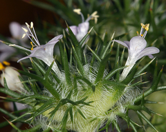 Navarretia intertexta