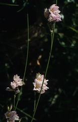 Ixia polystachya