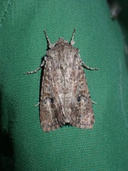 Ichneutica agorastis