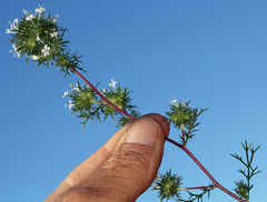 Navarretia intertexta