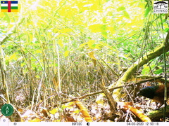 Centropus leucogaster neumanni