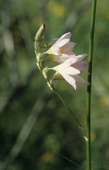 Ixia polystachya