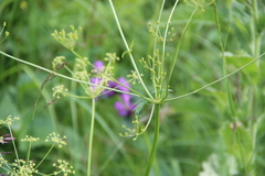 Eleutherospermum cicutarium