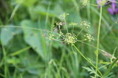 Eleutherospermum cicutarium