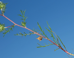 Navarretia intertexta