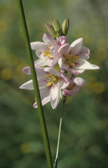Ixia polystachya