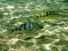 Fossorochromis rostratus