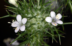 Navarretia intertexta