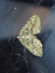 Austrocidaria callichlora