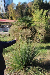 Eryngium agavifolium