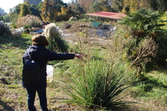 Eryngium agavifolium